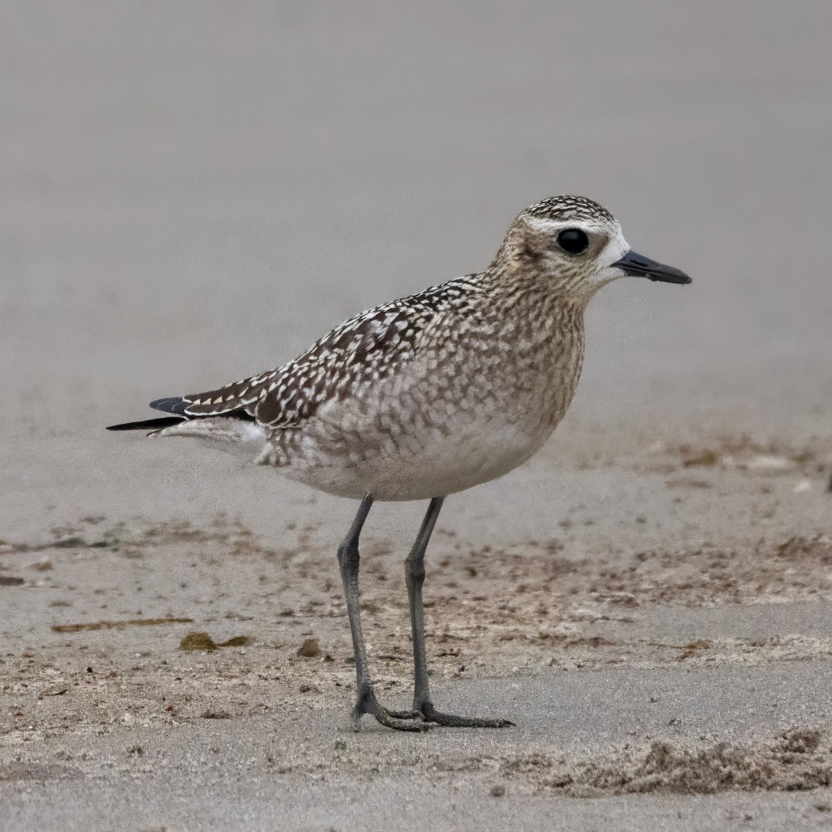 Black-bellied Plover - ML625432471