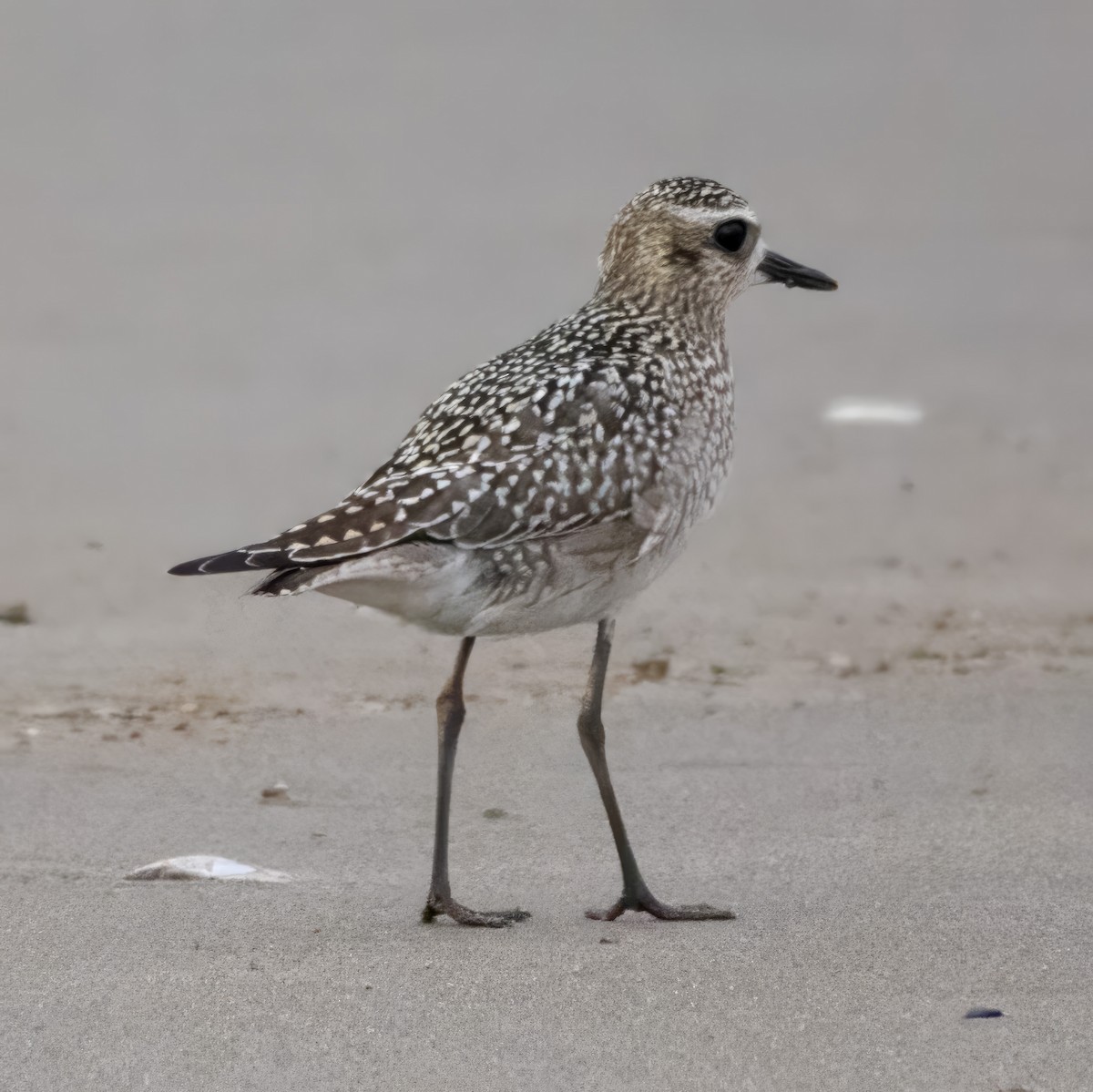 Black-bellied Plover - ML625432474