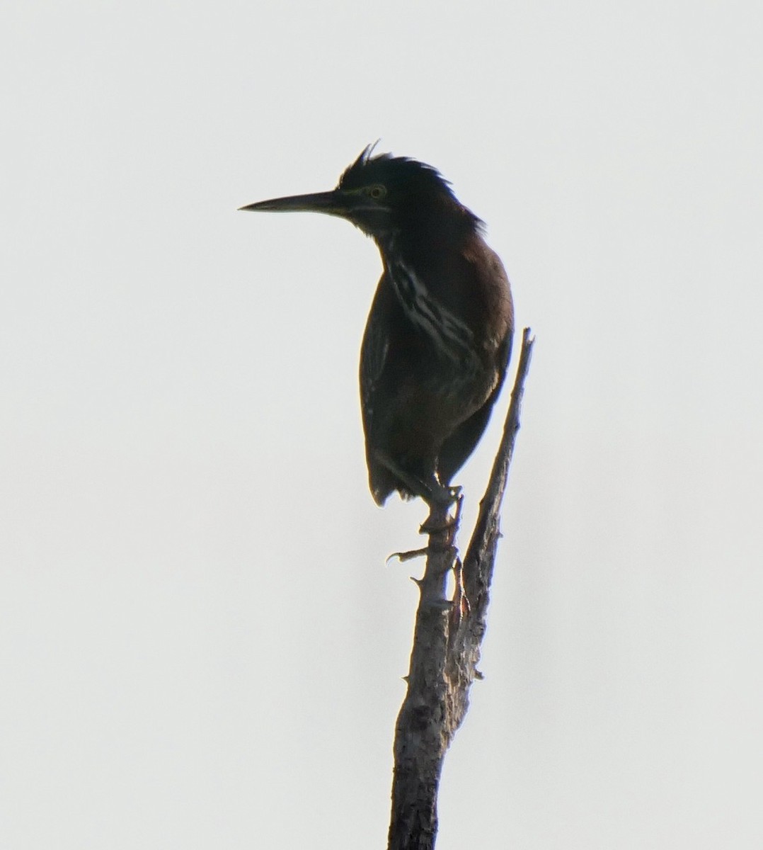 Green Heron - ML625432529