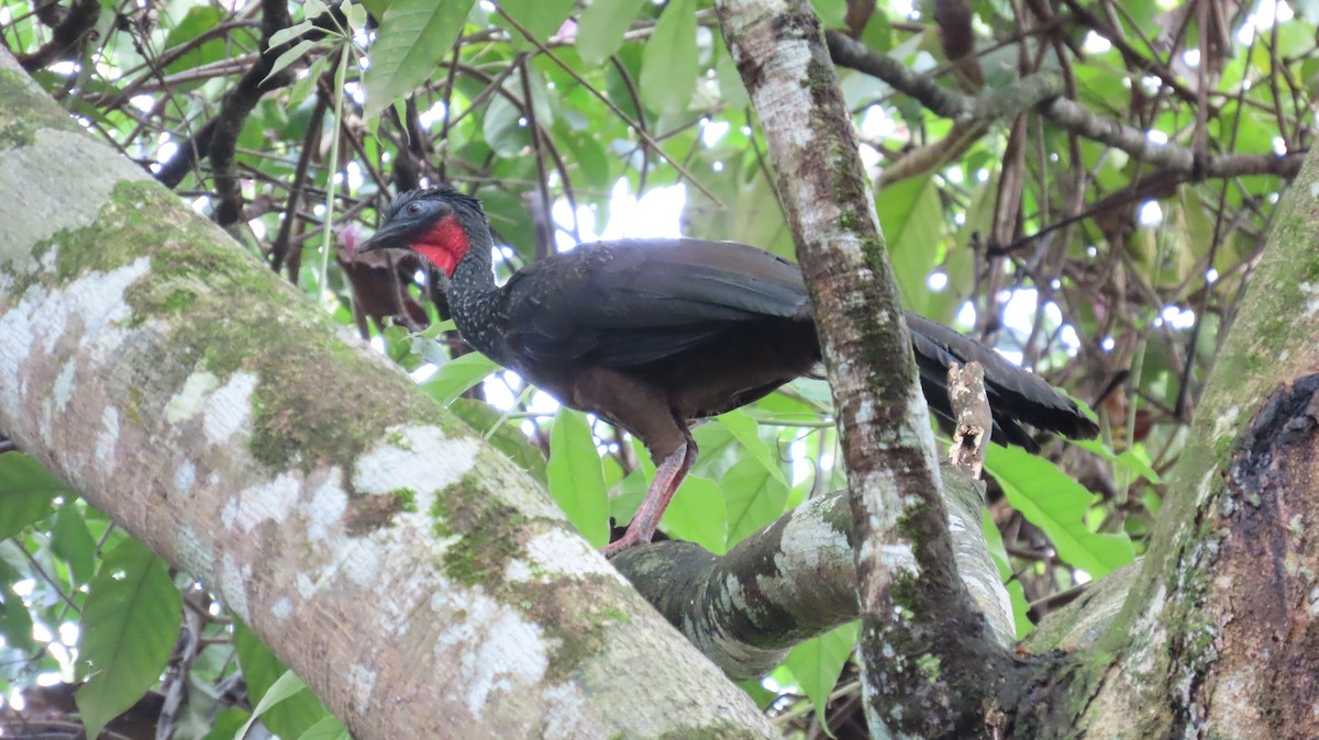 guan proměnlivý - ML625432662