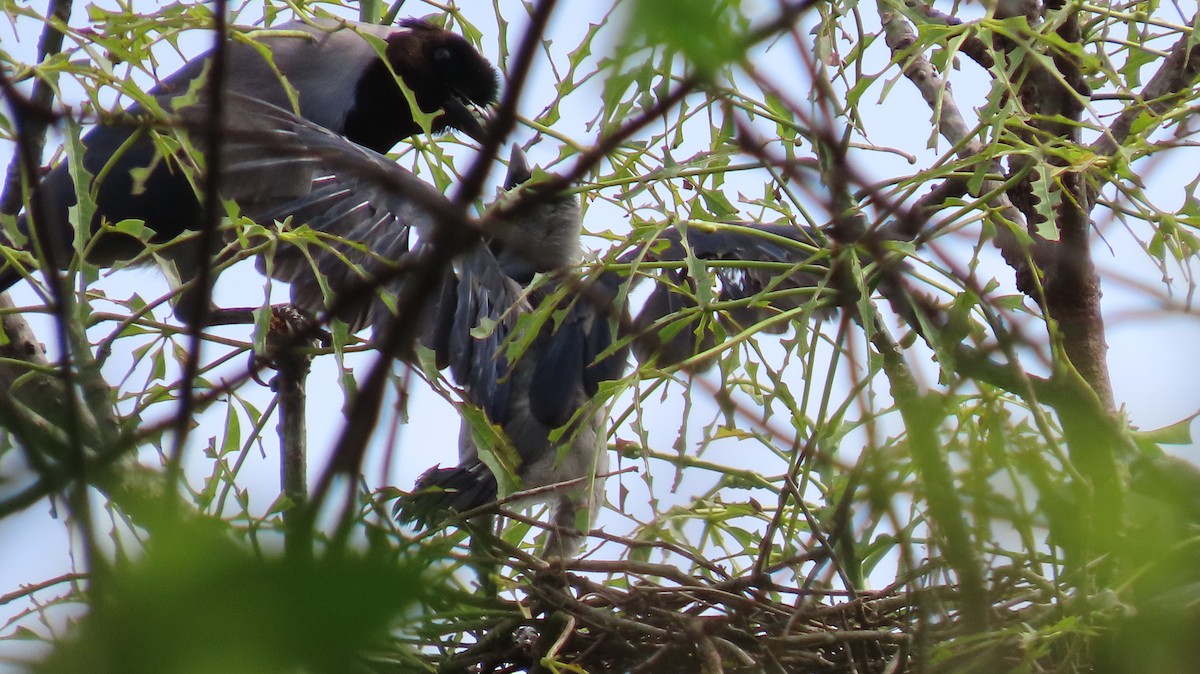 sojka fialová - ML625432678