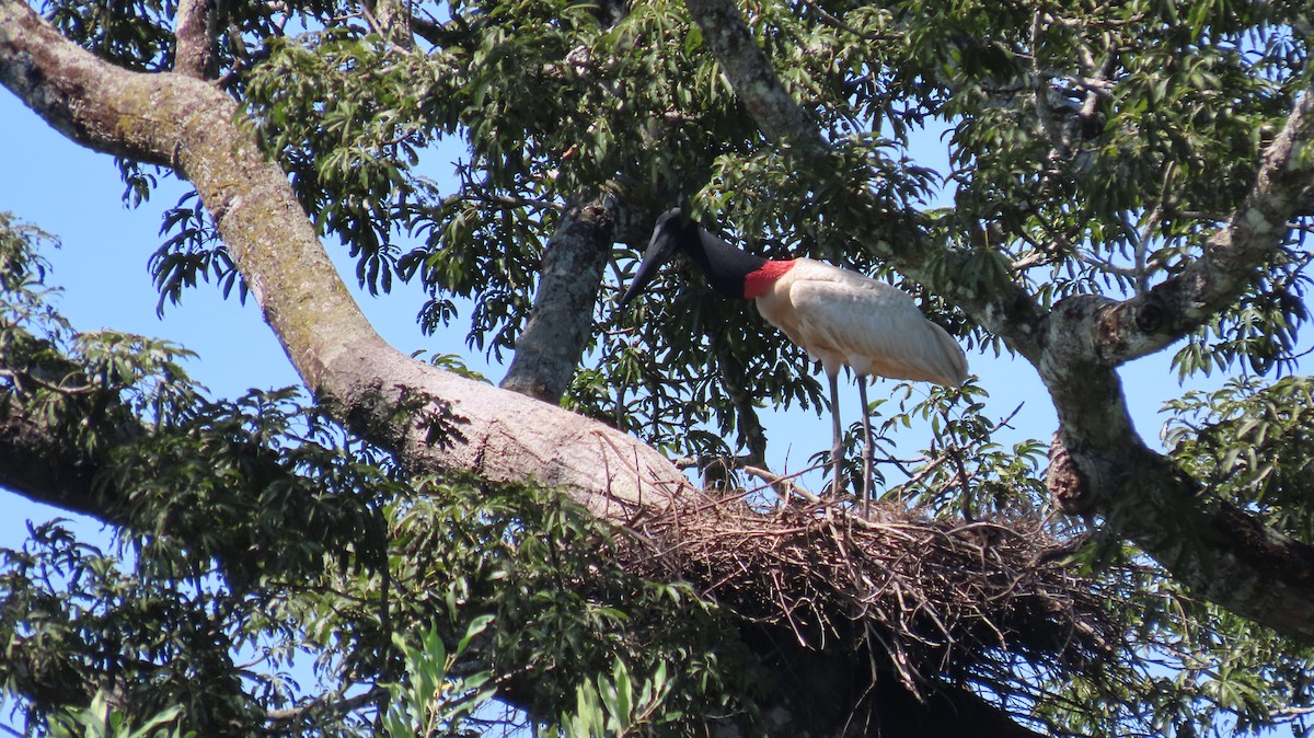 čáp jabiru - ML625432734