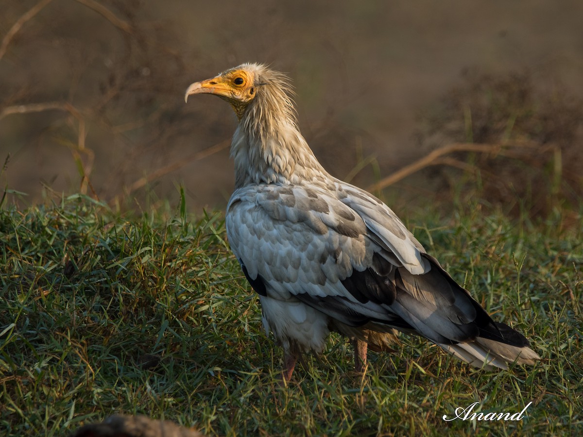Egyptian Vulture - Anand Singh