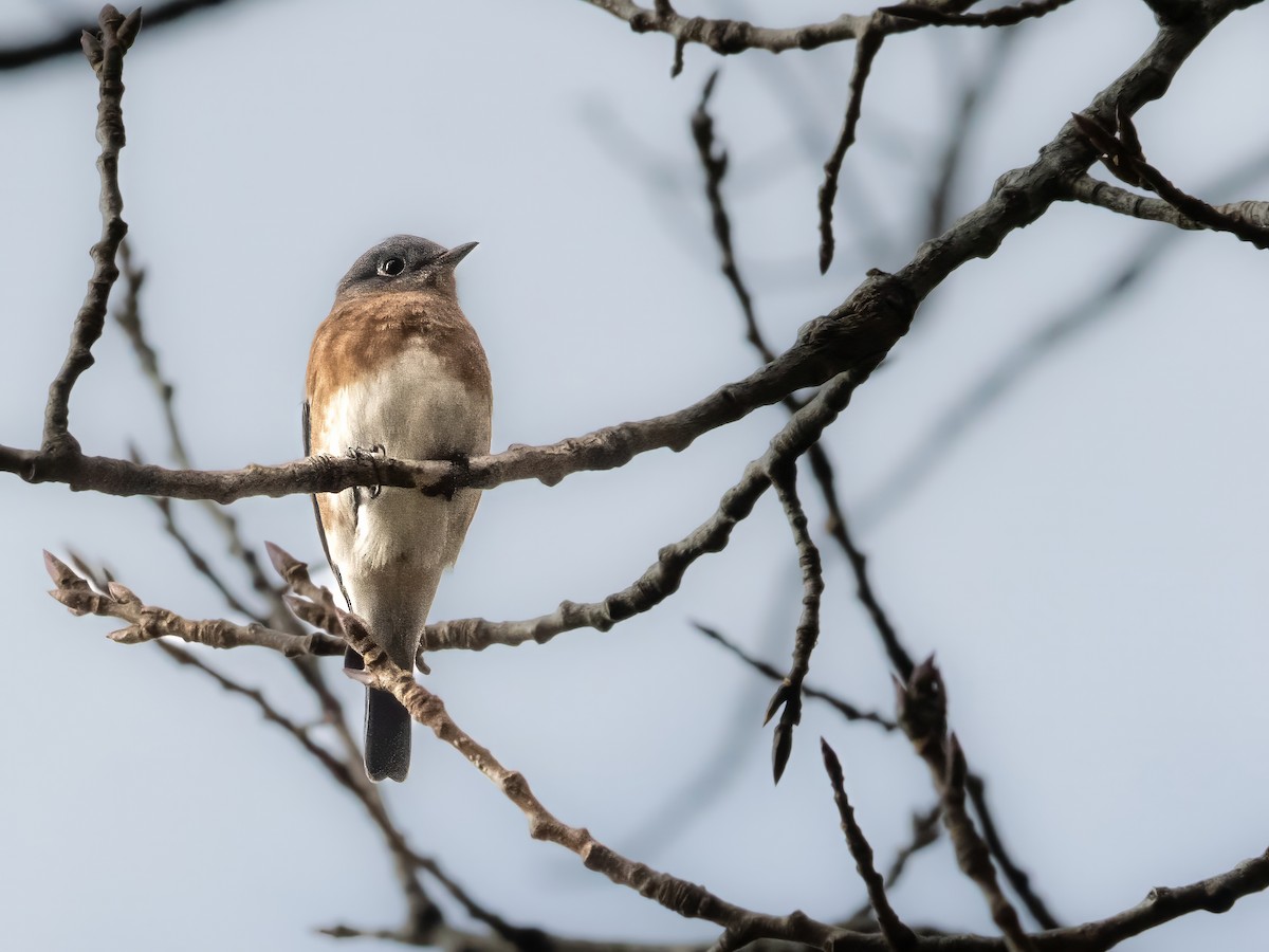 Eastern Bluebird - ML625432863