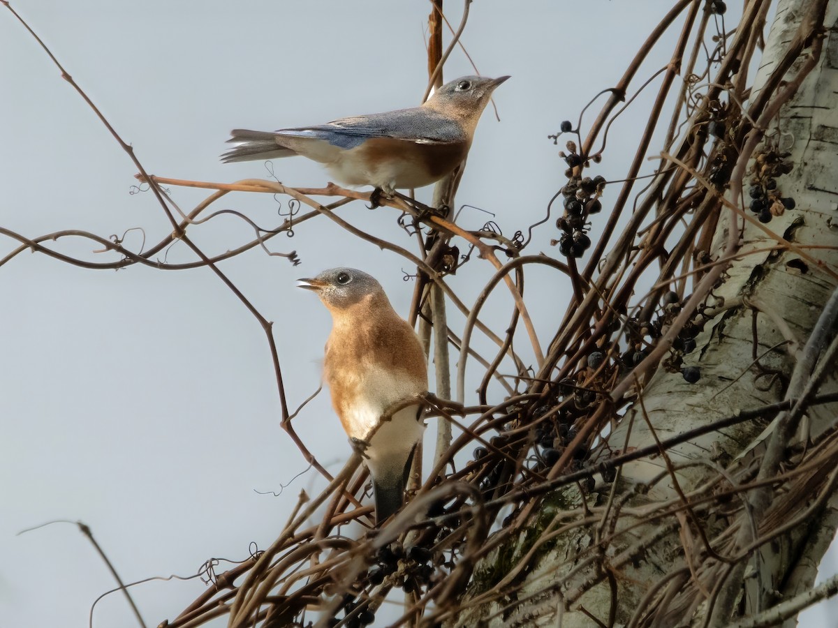 Eastern Bluebird - ML625432878