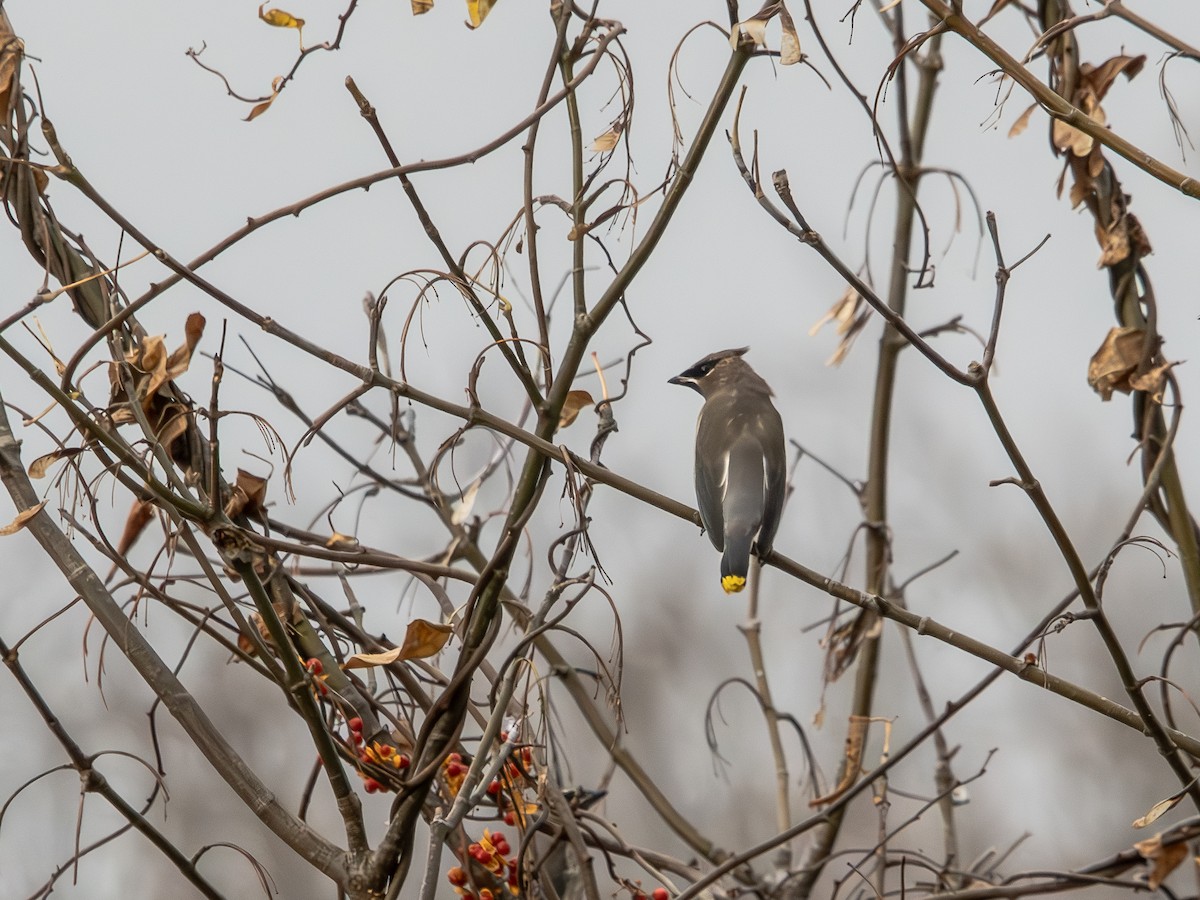 Cedar Waxwing - ML625432887