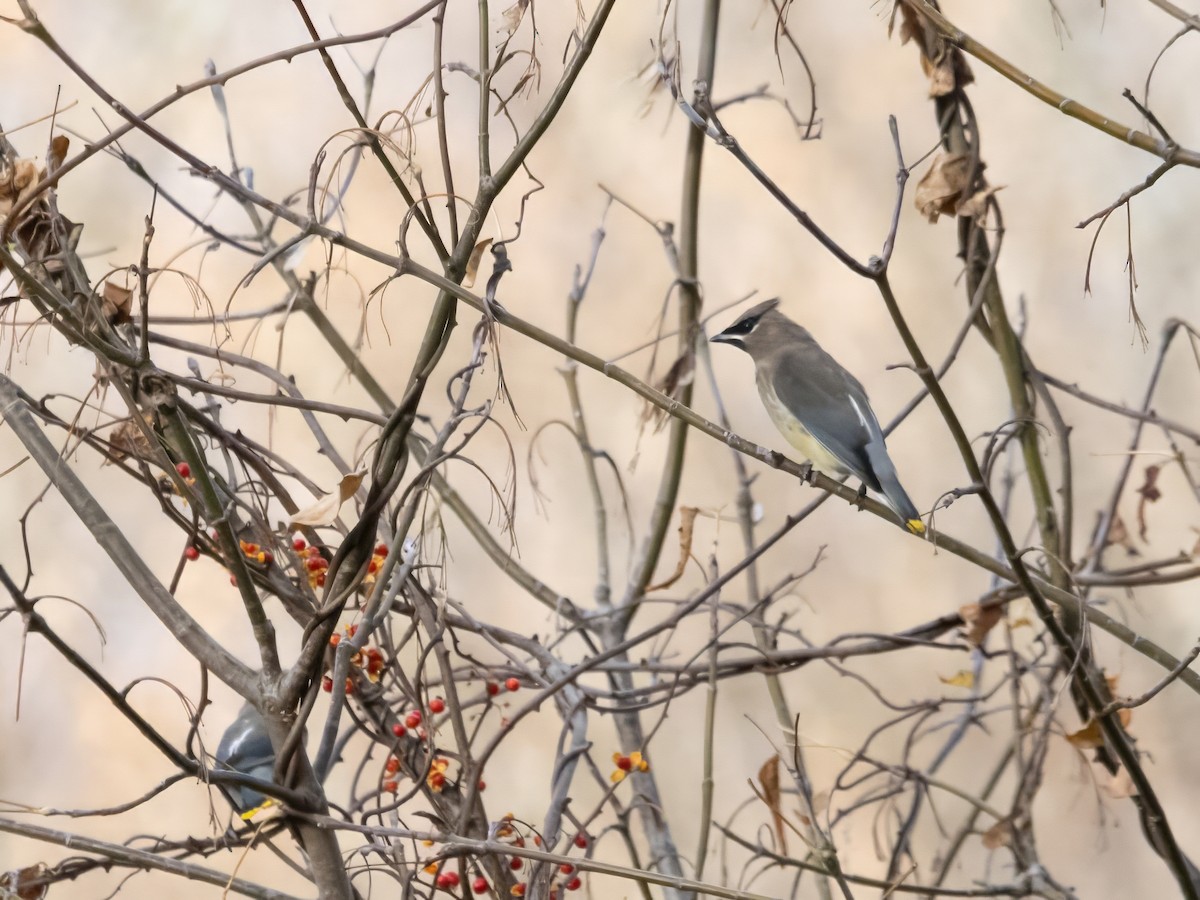 Cedar Waxwing - ML625432888