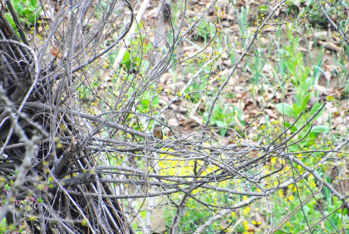 Blue-fronted Redstart - ML625433091