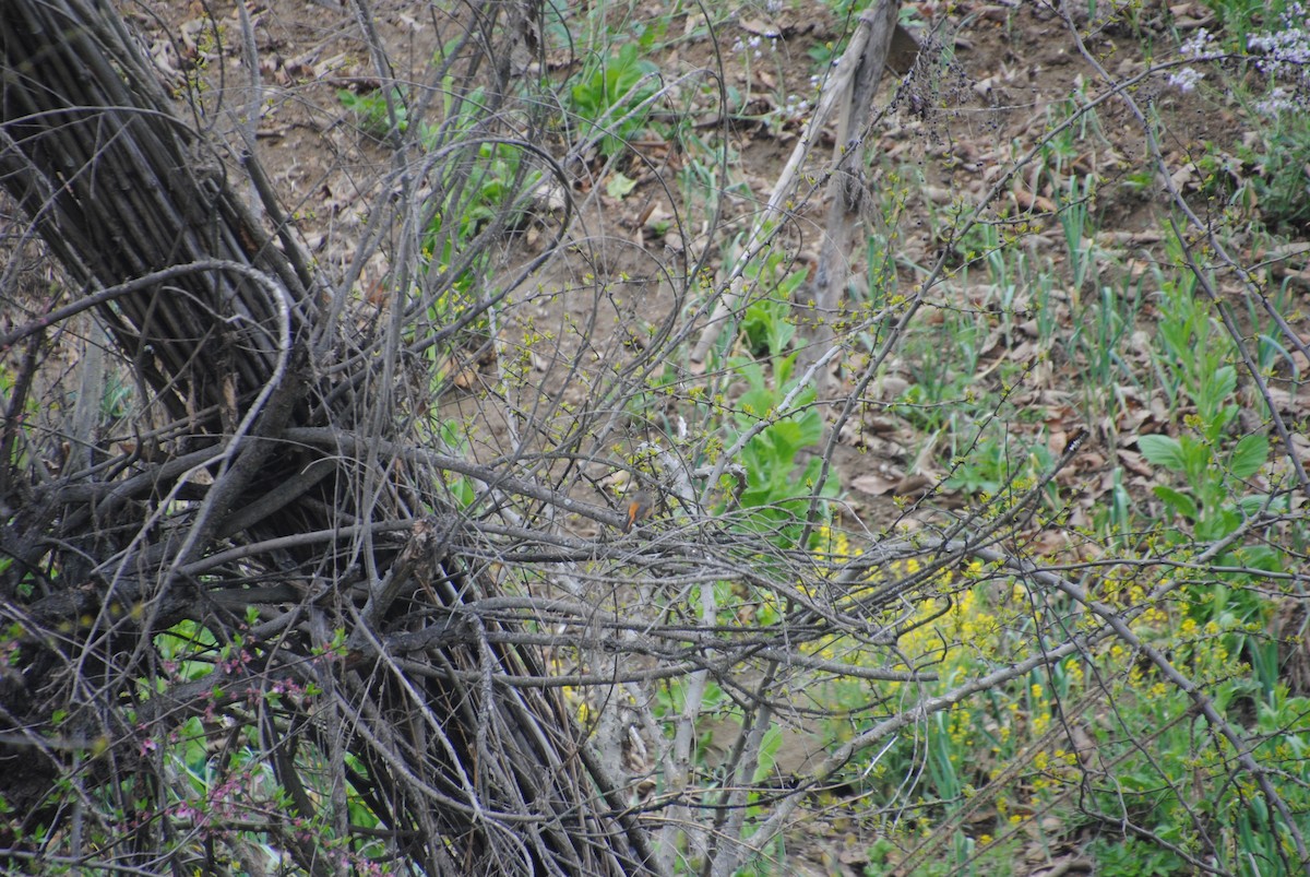 Blue-fronted Redstart - ML625433092