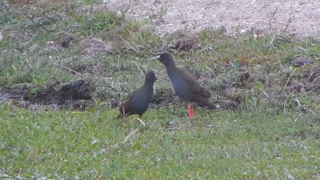 Plumbeous Rail - ML625433200