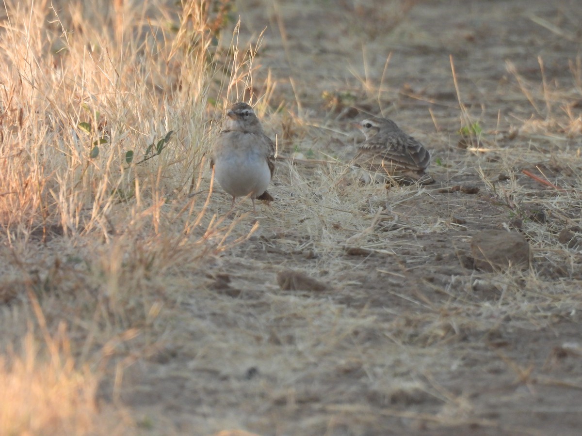 Bimaculated Lark - Chandrika Khirani