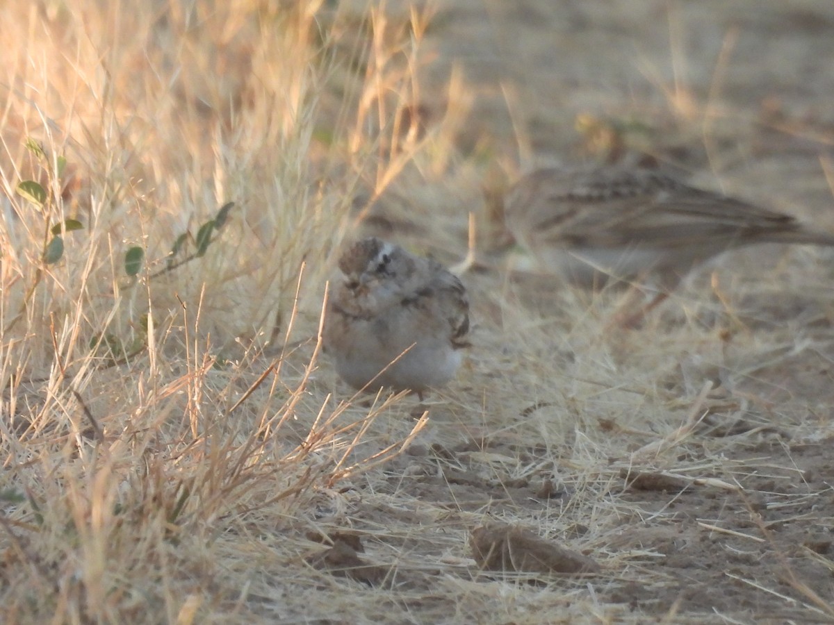 Bimaculated Lark - Chandrika Khirani