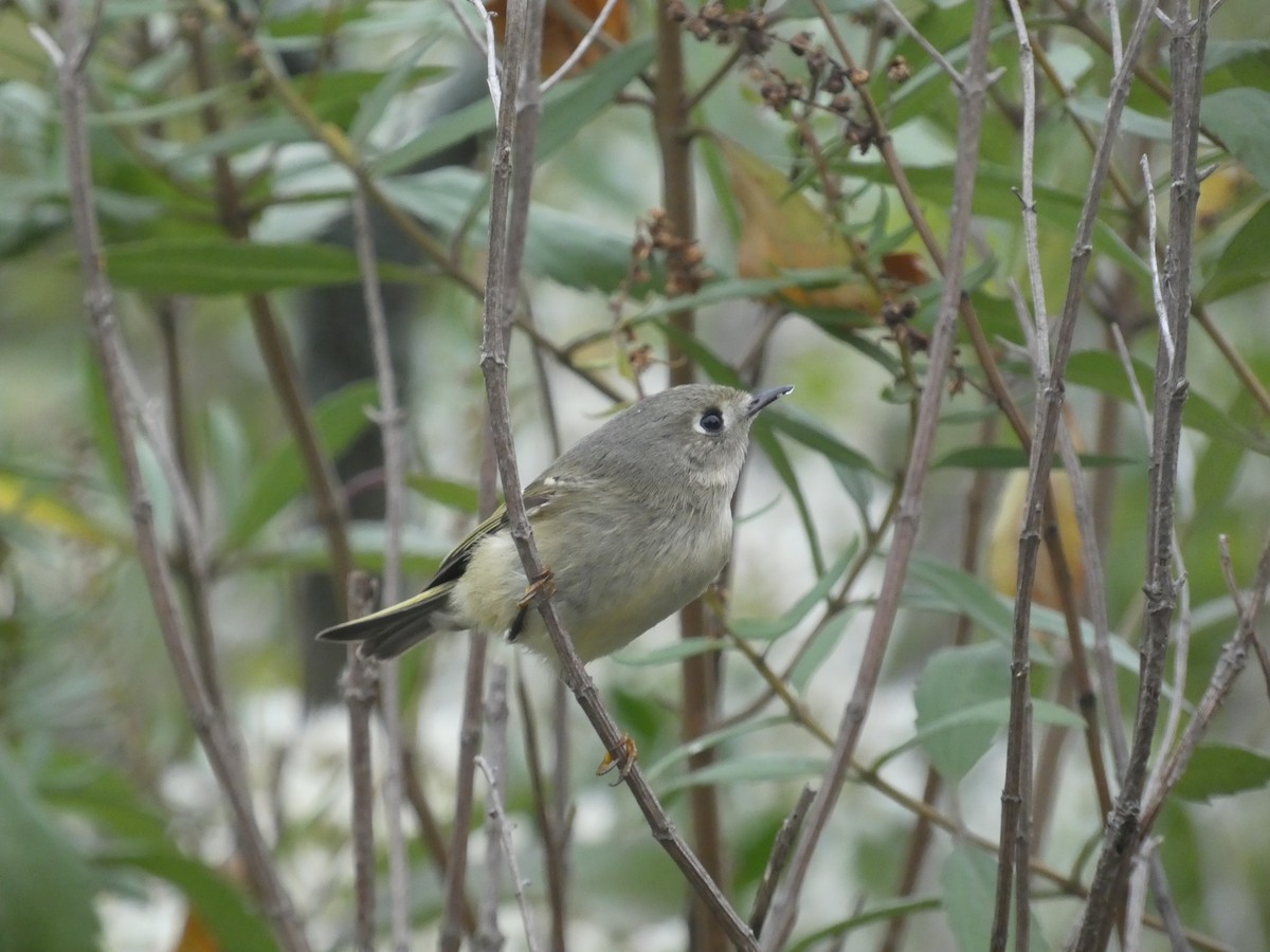 Ruby-crowned Kinglet - ML625433274