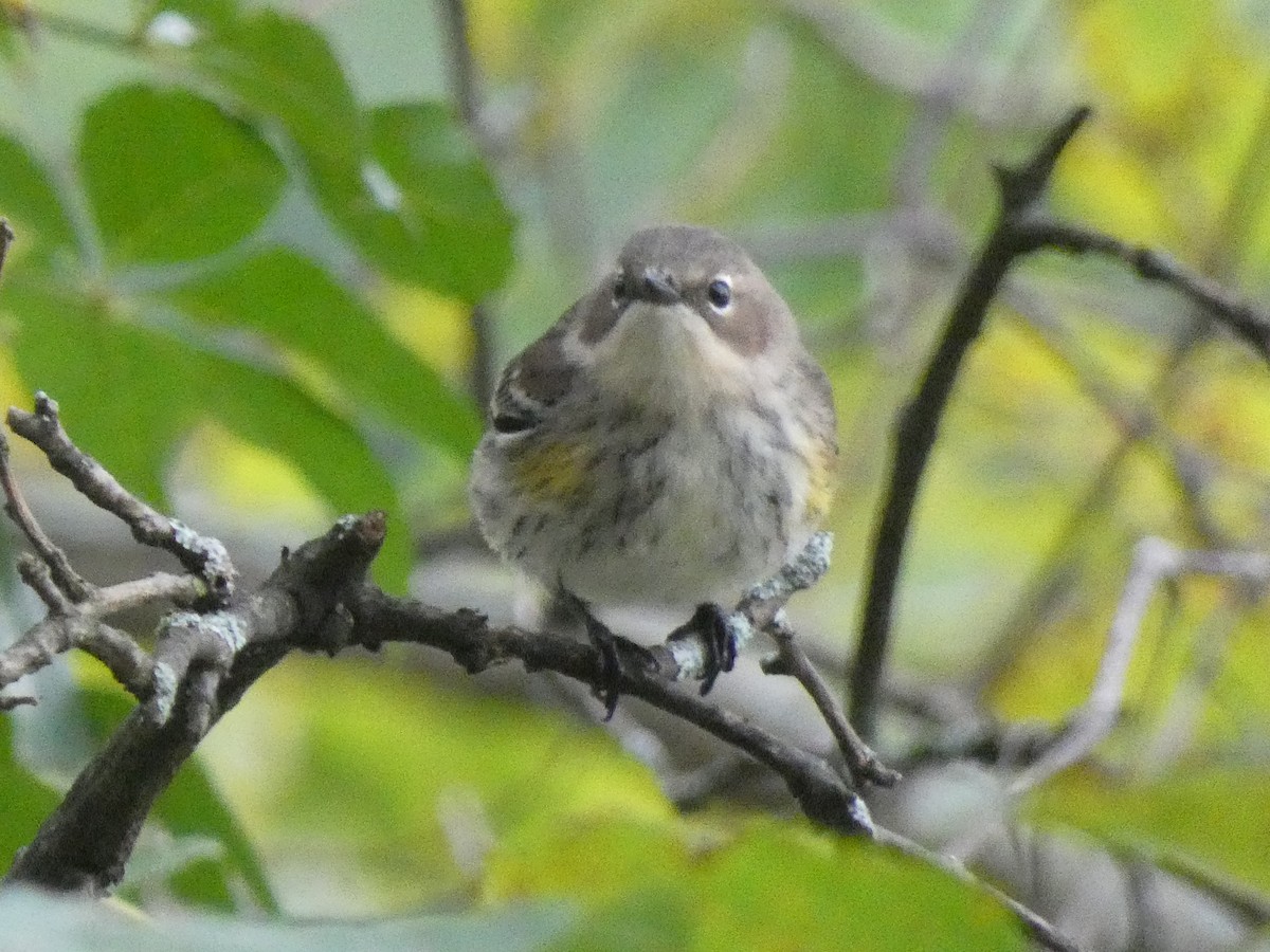 Yellow-rumped Warbler - ML625433278