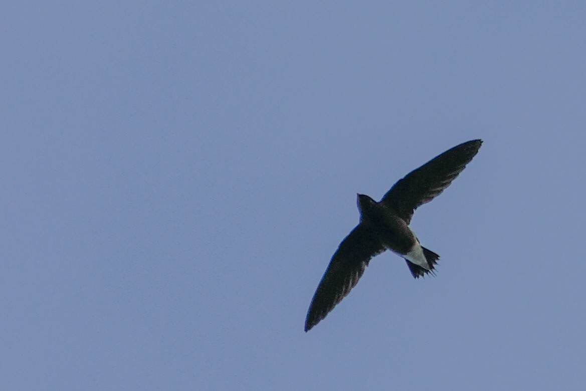 Brown-backed Needletail - ML625433279