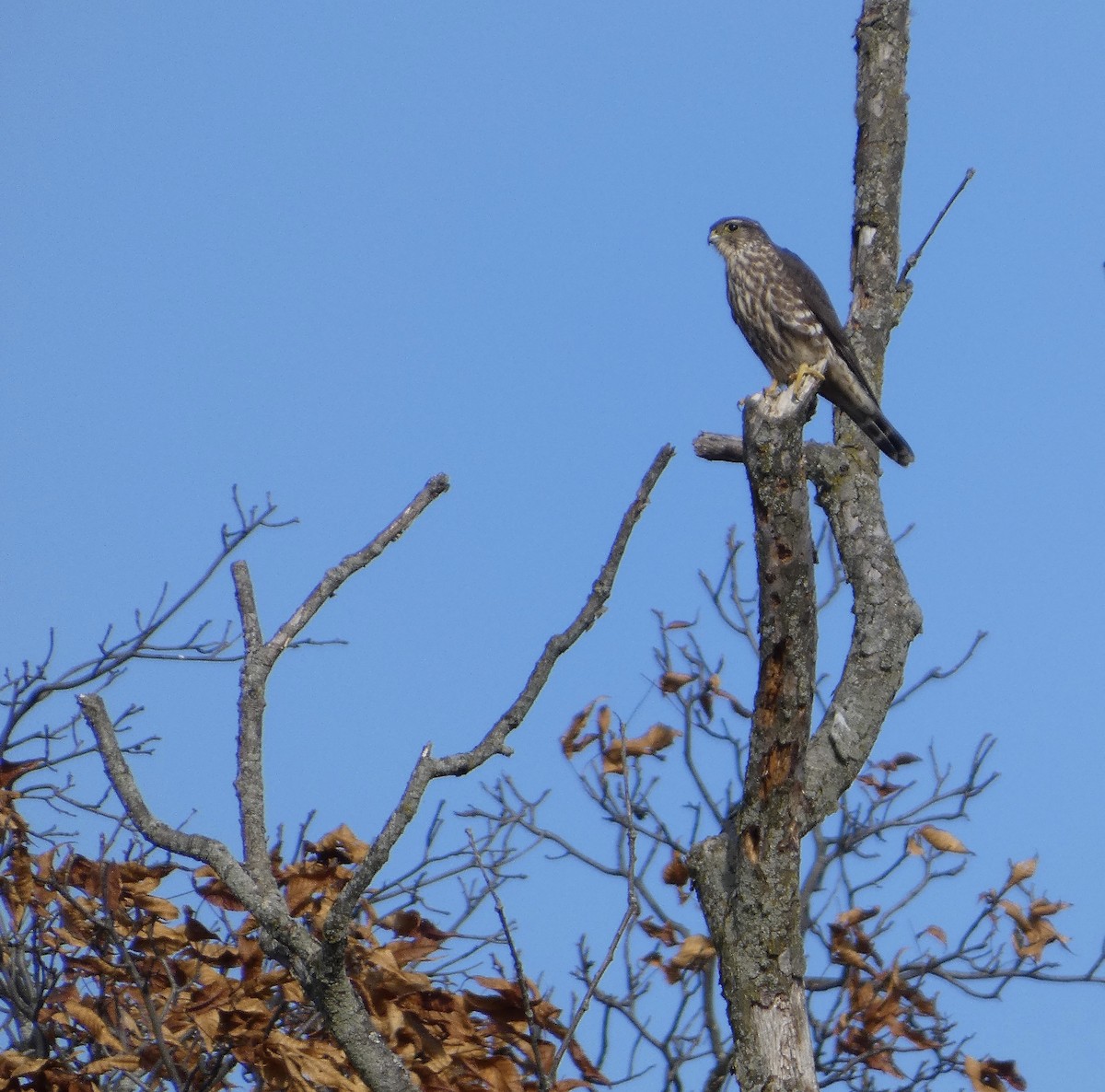 Merlin - ML625433291