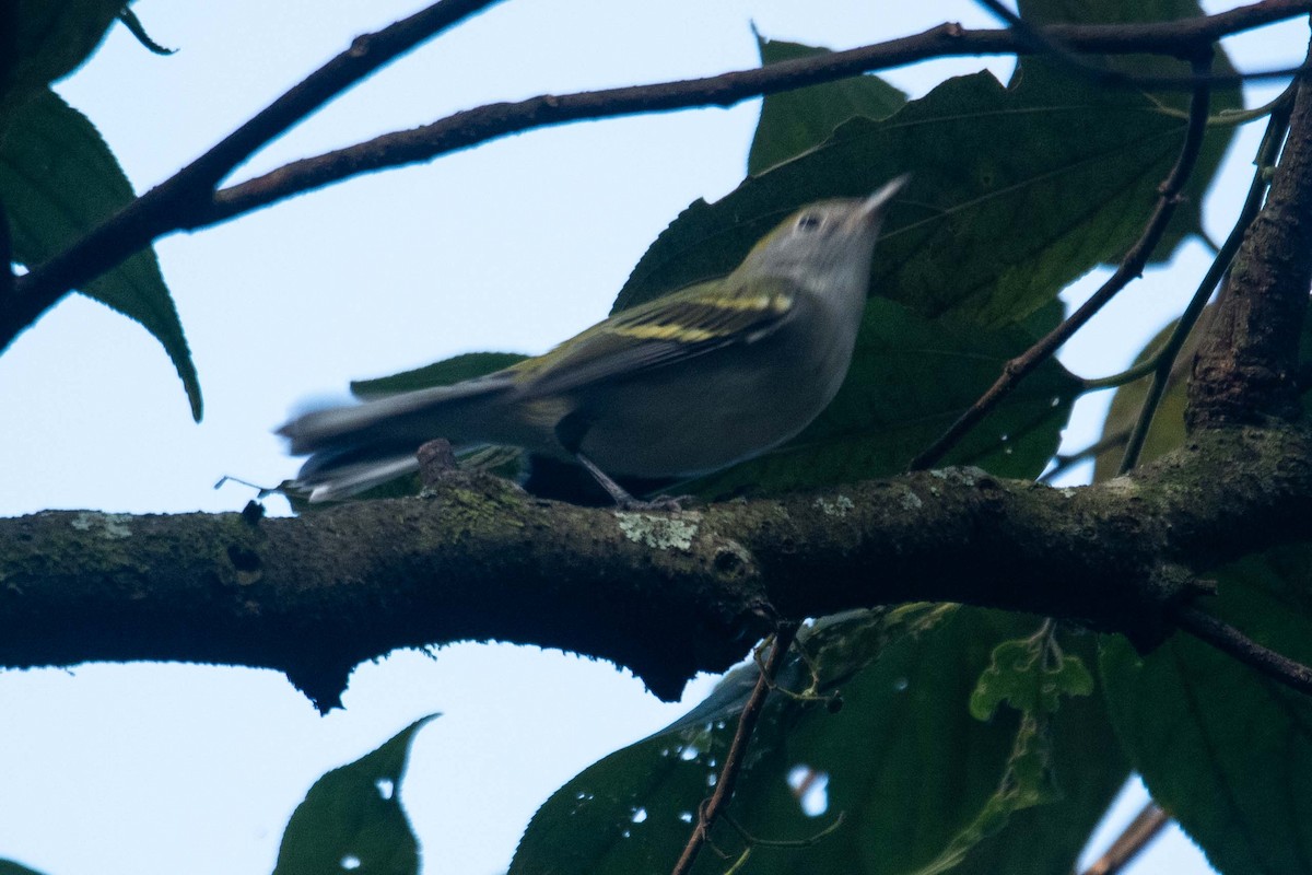 Chestnut-sided Warbler - ML625433292