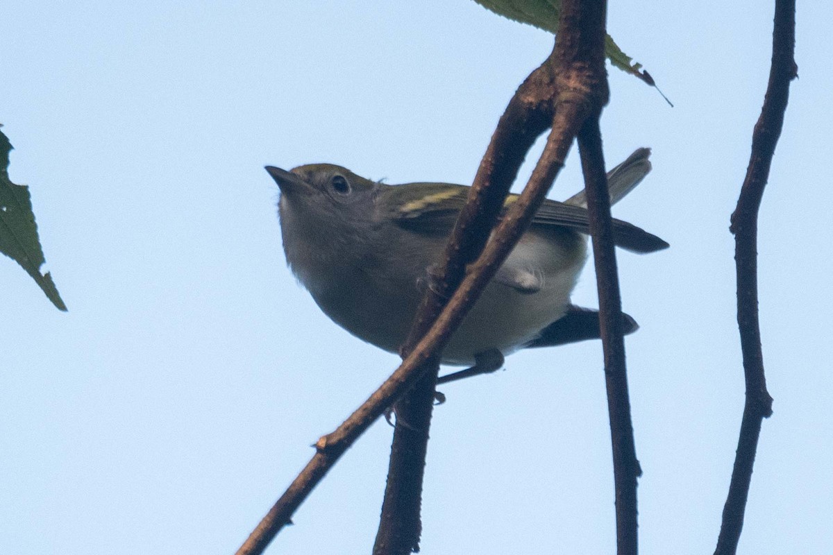 Chestnut-sided Warbler - ML625433293