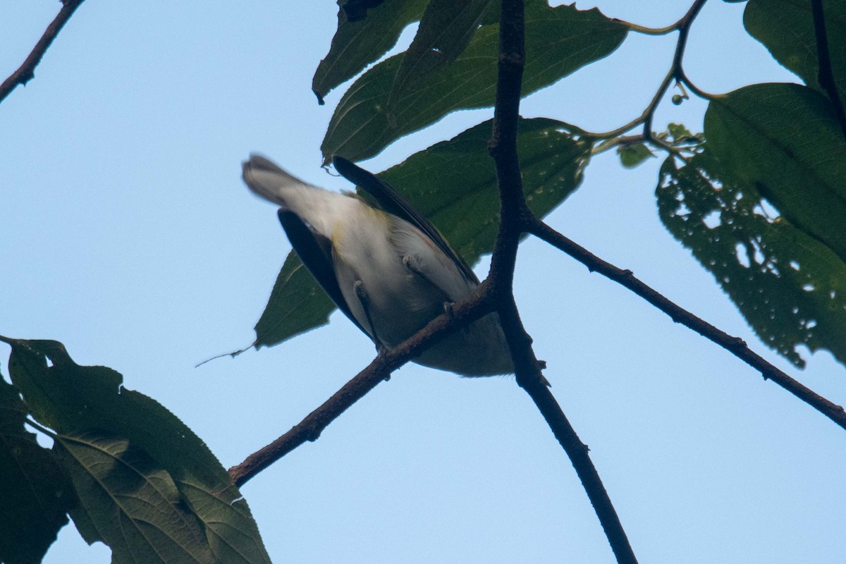 Chestnut-sided Warbler - ML625433294