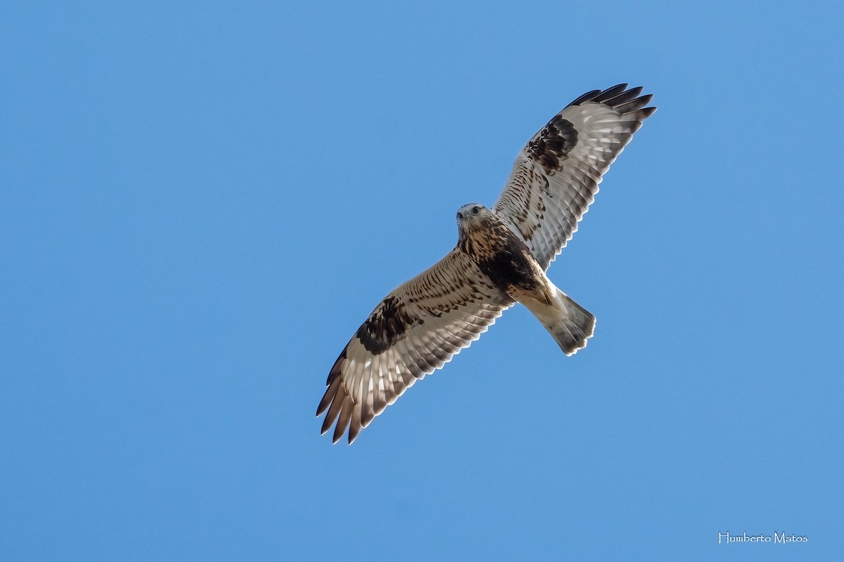 Rough-legged Hawk - ML625433366