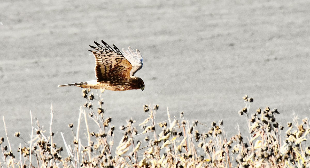 Northern Harrier - ML625433567