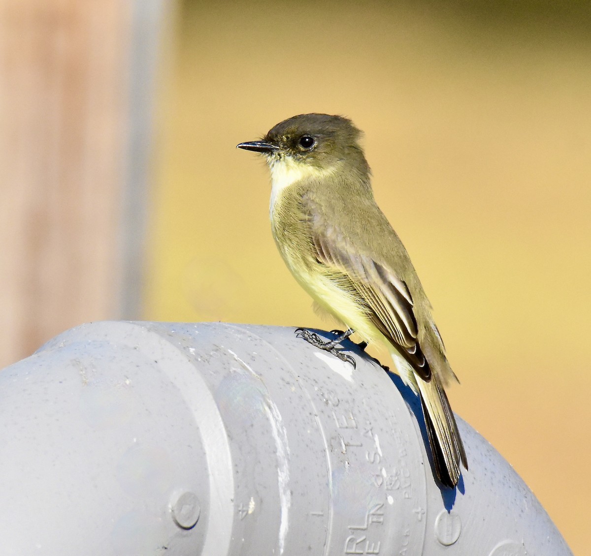 Eastern Phoebe - ML625433588