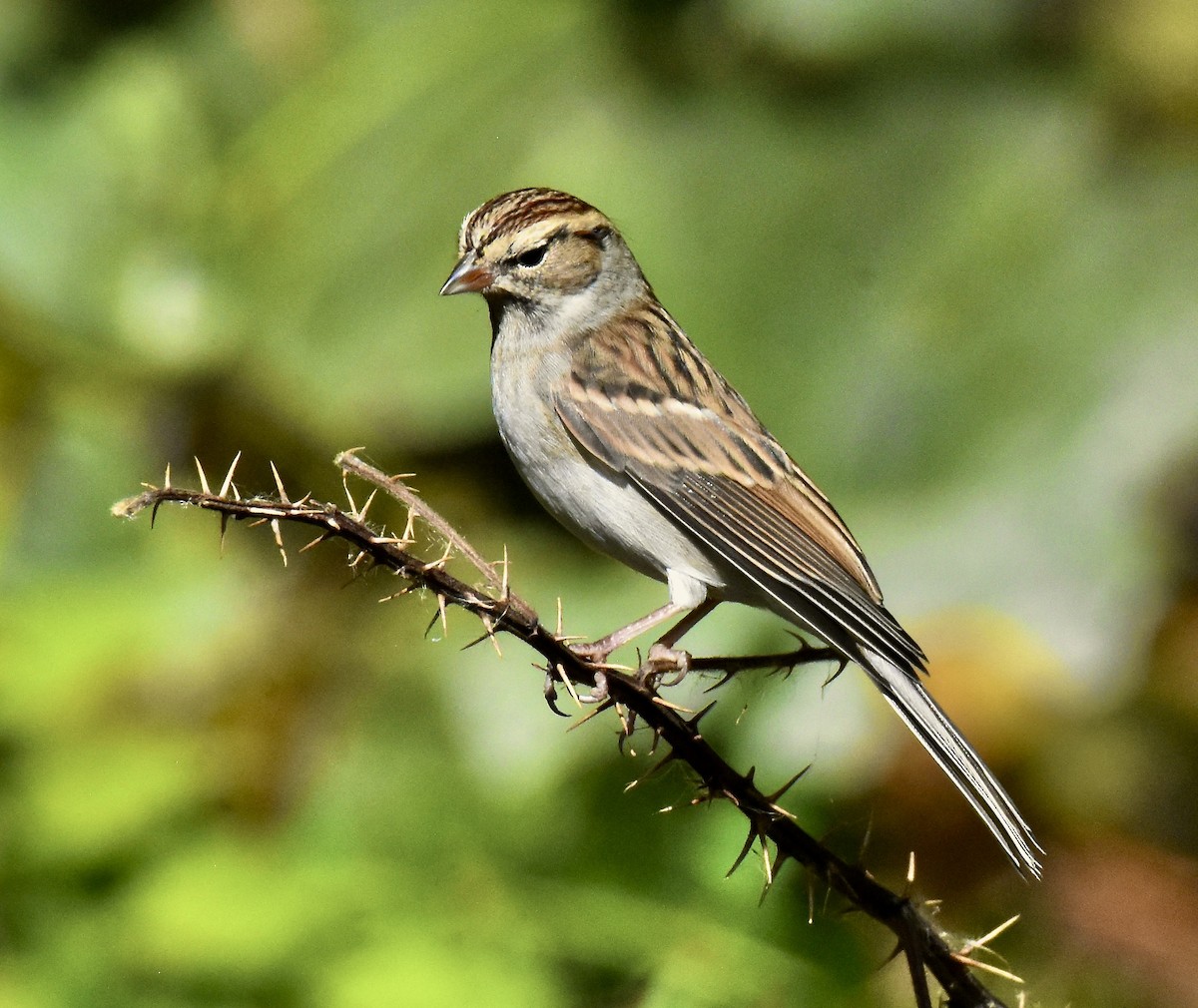 Chipping Sparrow - ML625433606