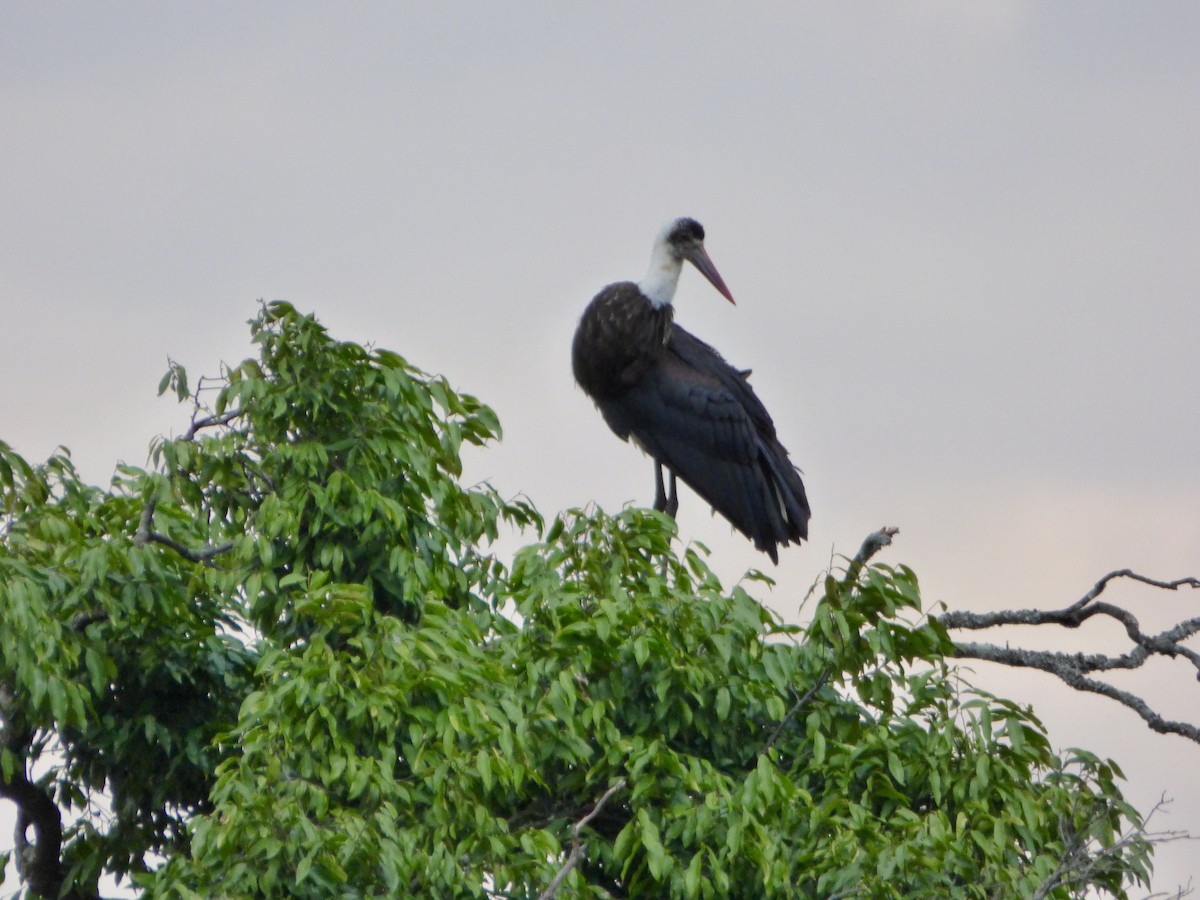 African Woolly-necked Stork - ML625433729