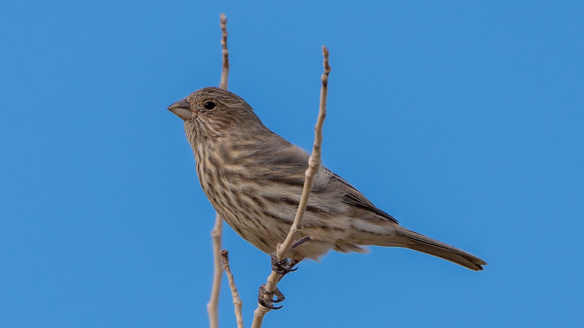 House Finch - ML625433850
