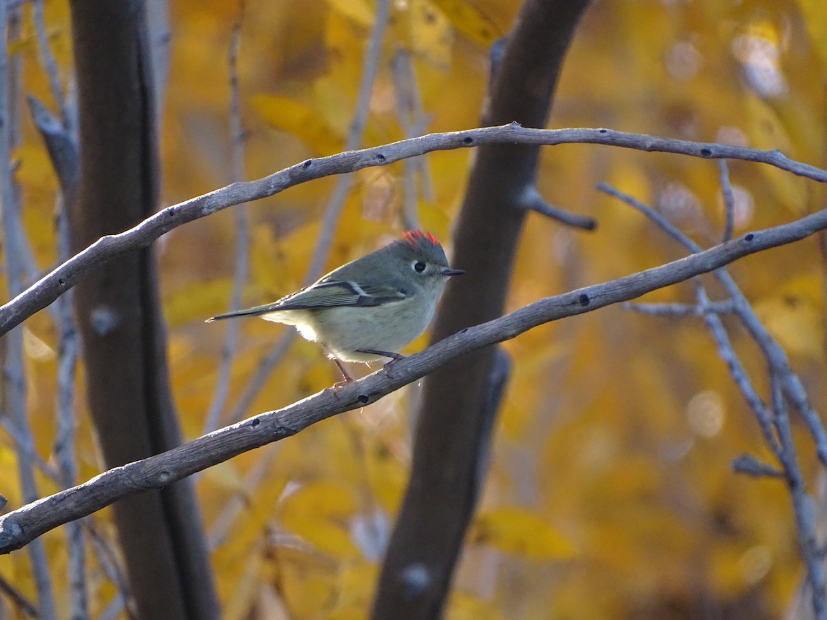 Ruby-crowned Kinglet - Kevin Williams