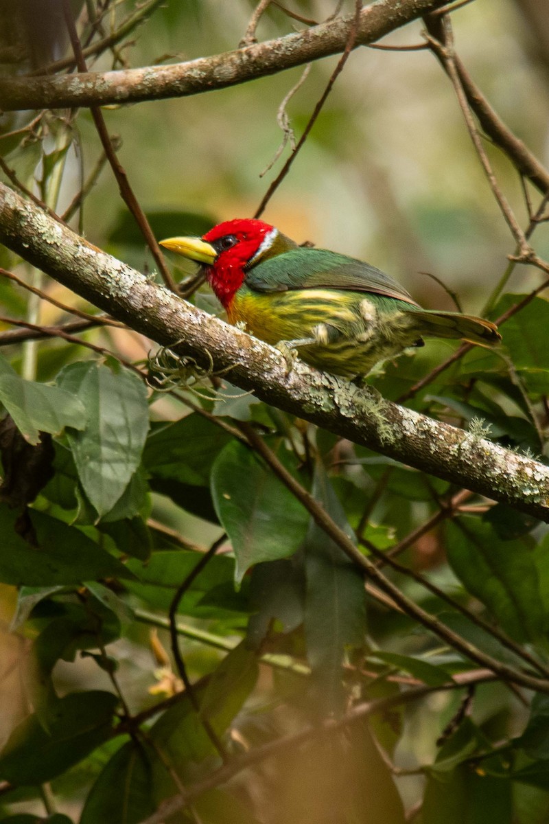 Red-headed Barbet - ML625433923