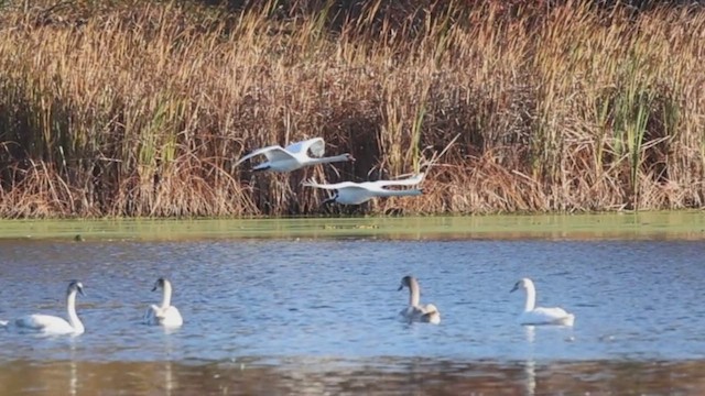 Mute Swan - ML625433928