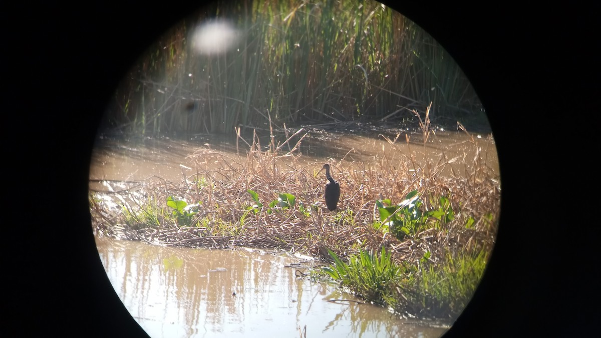Limpkin - ML625433942