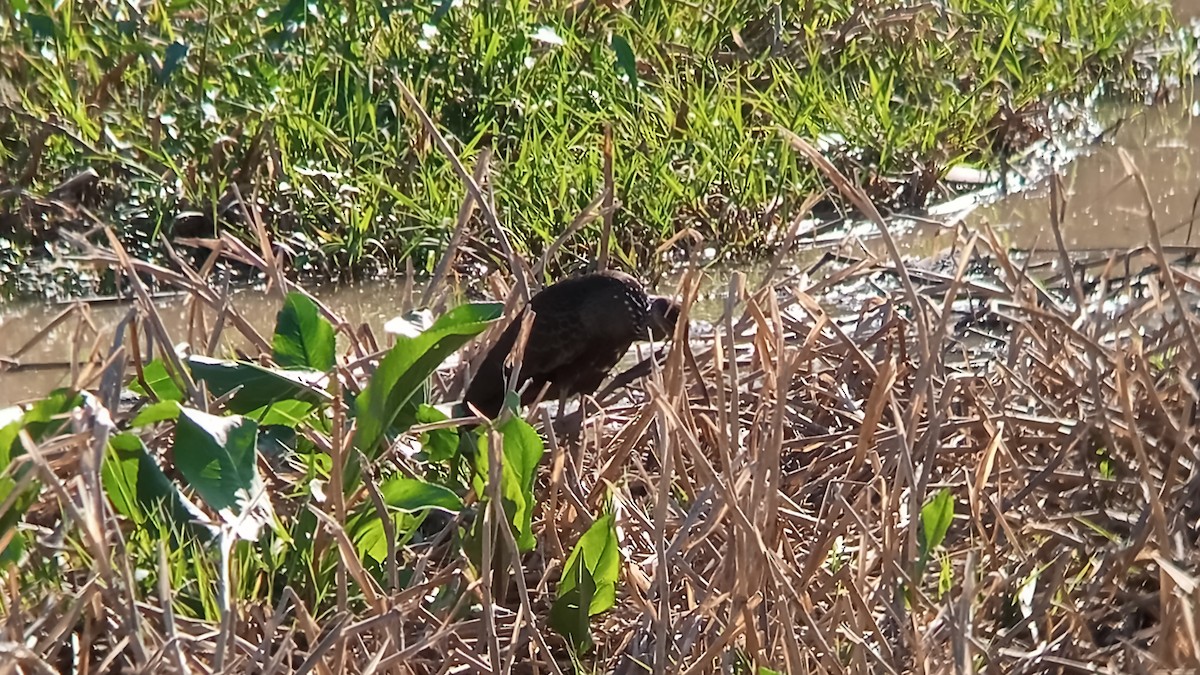 Limpkin - ML625433943