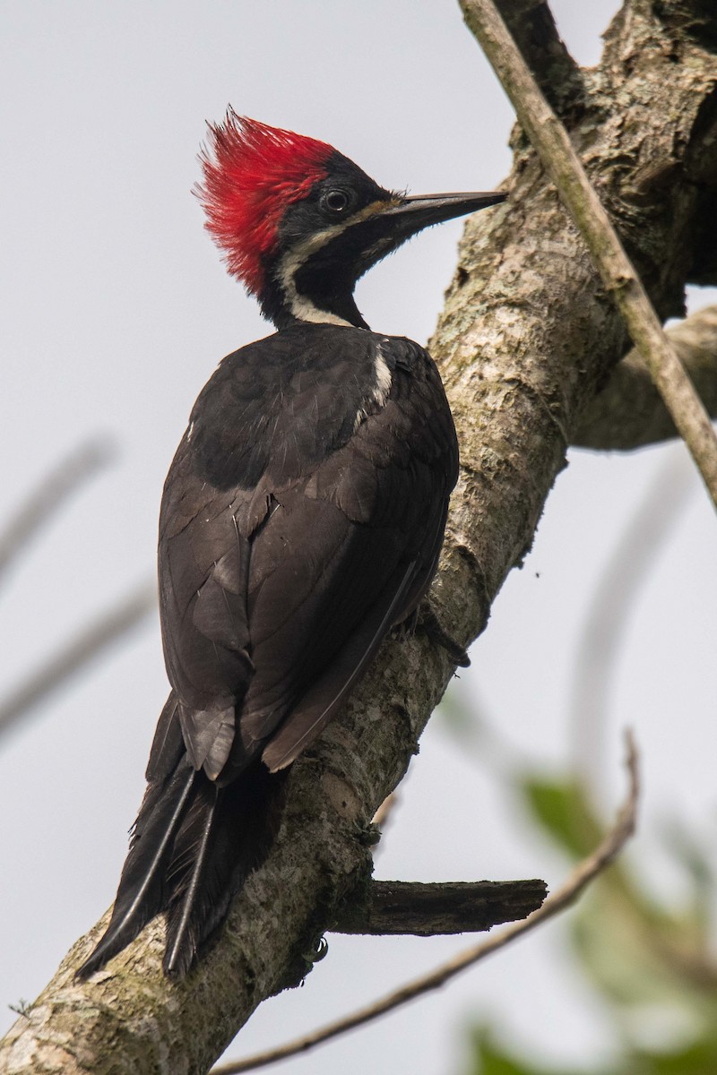 Lineated Woodpecker - ML625433950