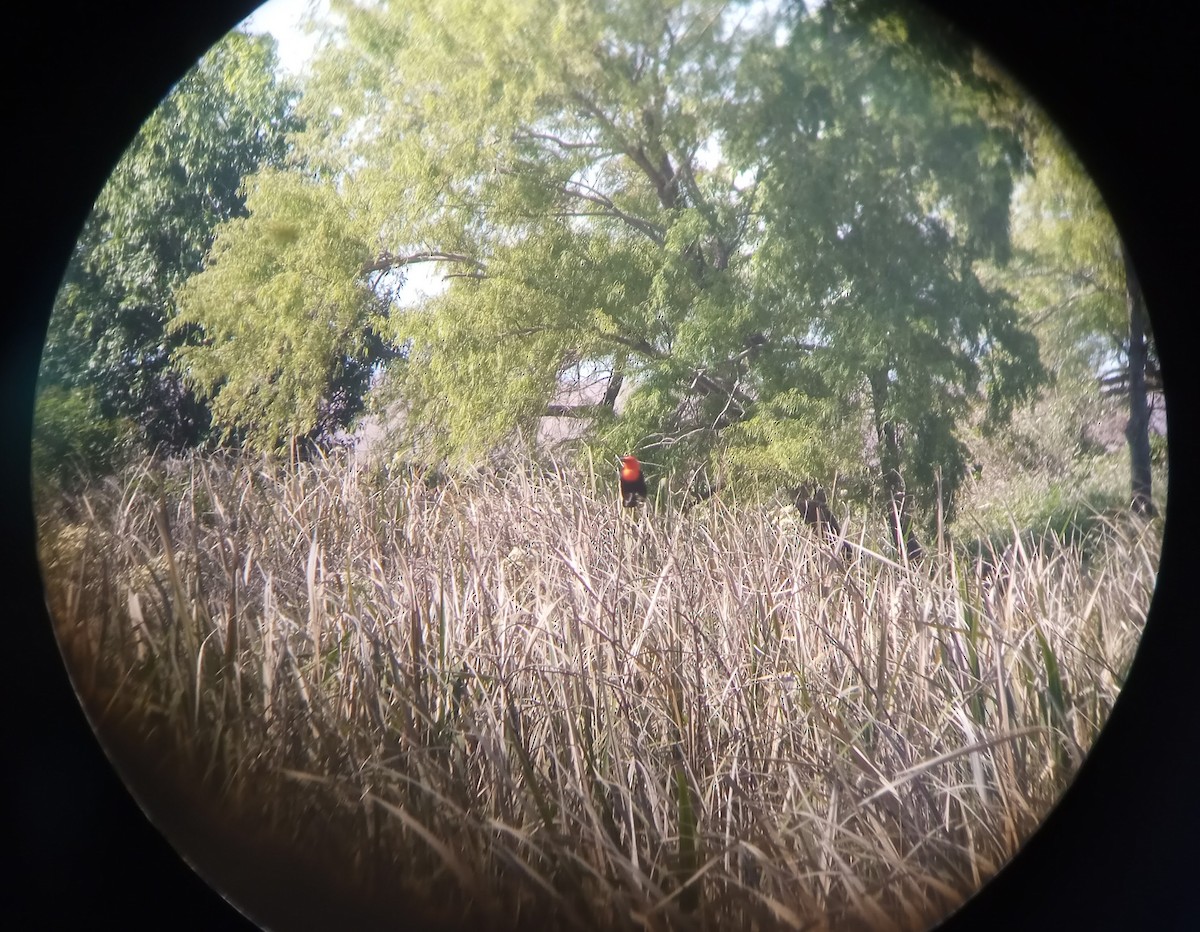 Scarlet-headed Blackbird - ML625433979