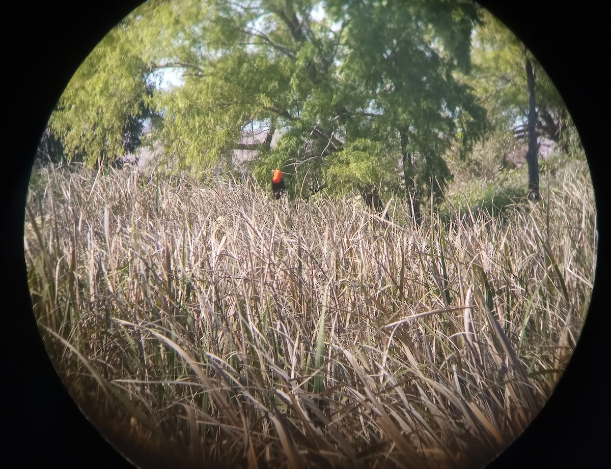 Scarlet-headed Blackbird - ML625433980