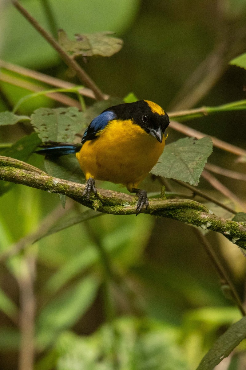 Tangara Aliazul - ML625433994