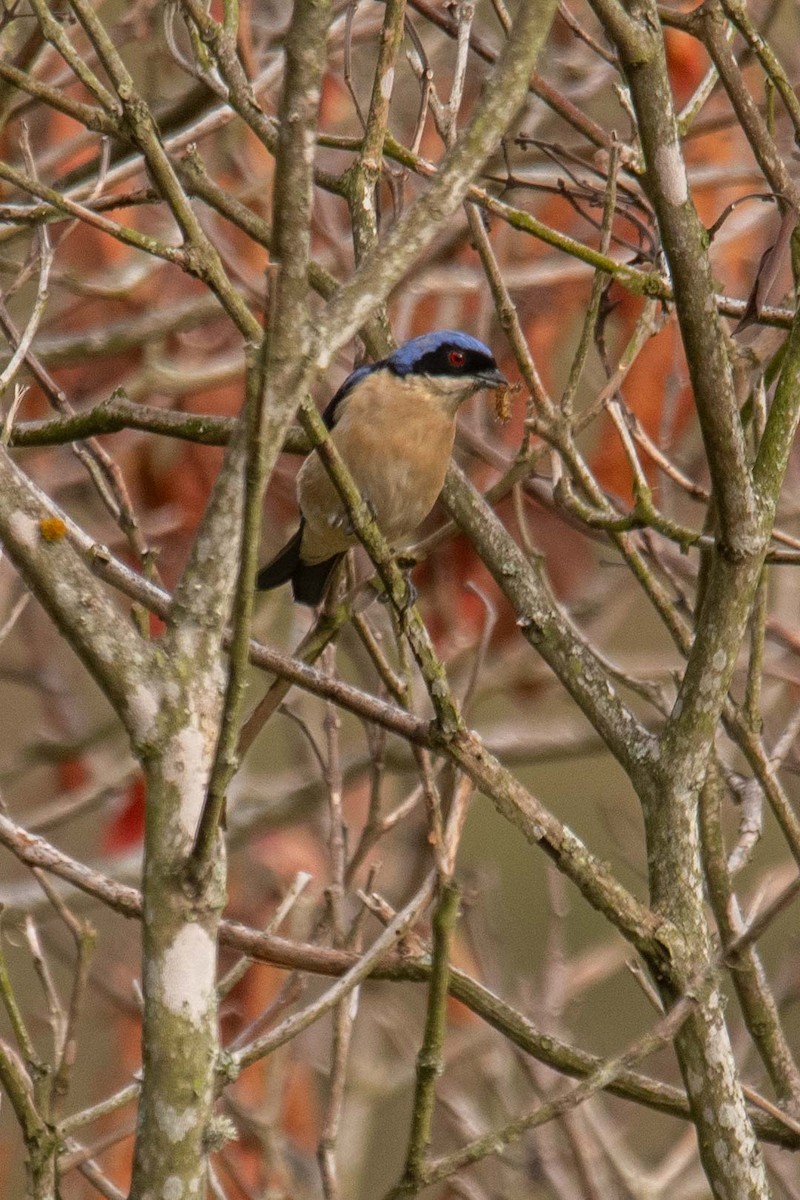 Fawn-breasted Tanager - ML625433999