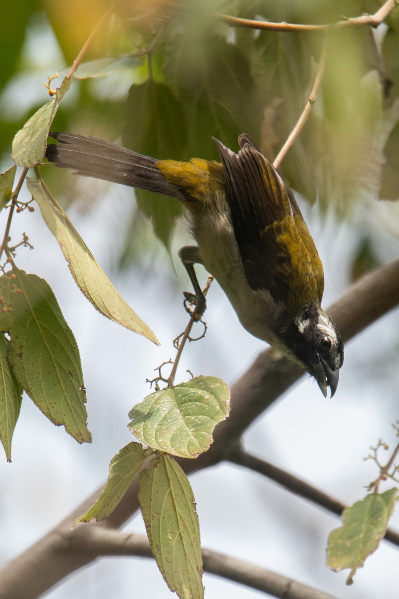 Black-winged Saltator - ML625434007