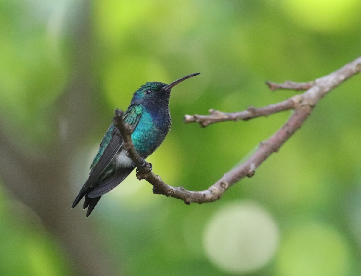 Sapphire-throated Hummingbird - ML625434144