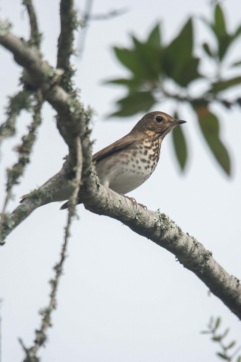 Swainson's Thrush - ML625434176