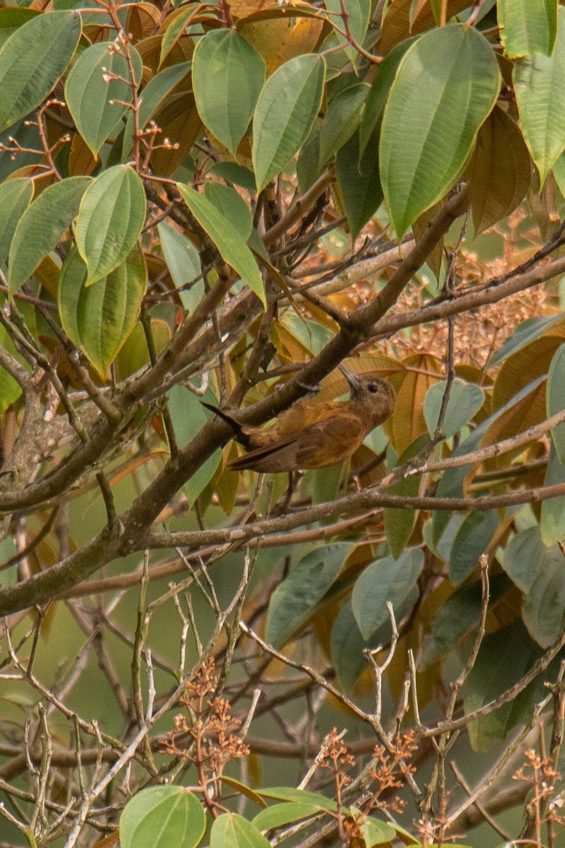 Smoky-brown Woodpecker - ML625434203