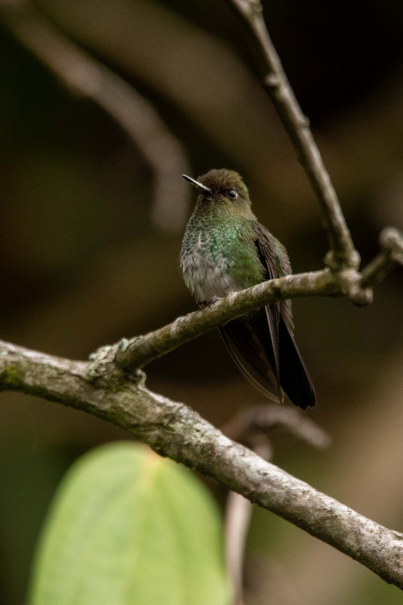 Greenish Puffleg - ML625434223