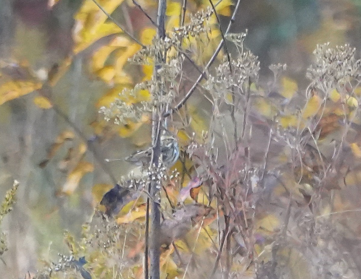 Savannah Sparrow - ML625434318