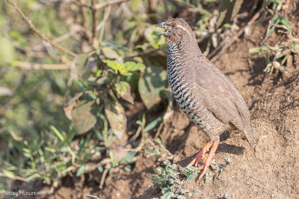 Rock Bush-Quail - ML625434329