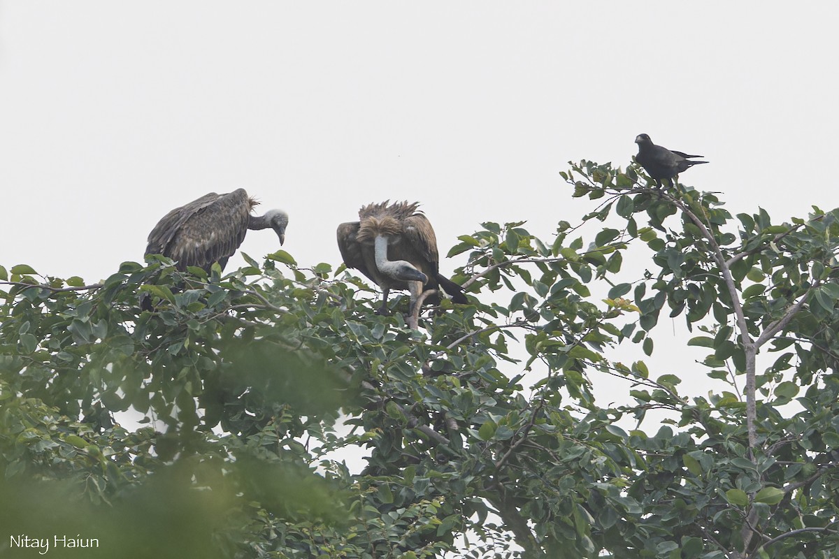 Indian Vulture - ML625434504