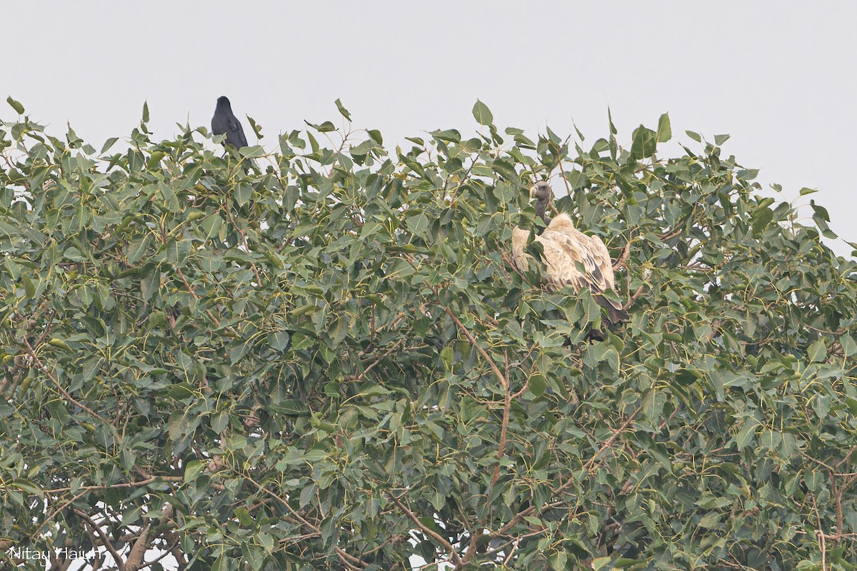 Indian Vulture - ML625434530