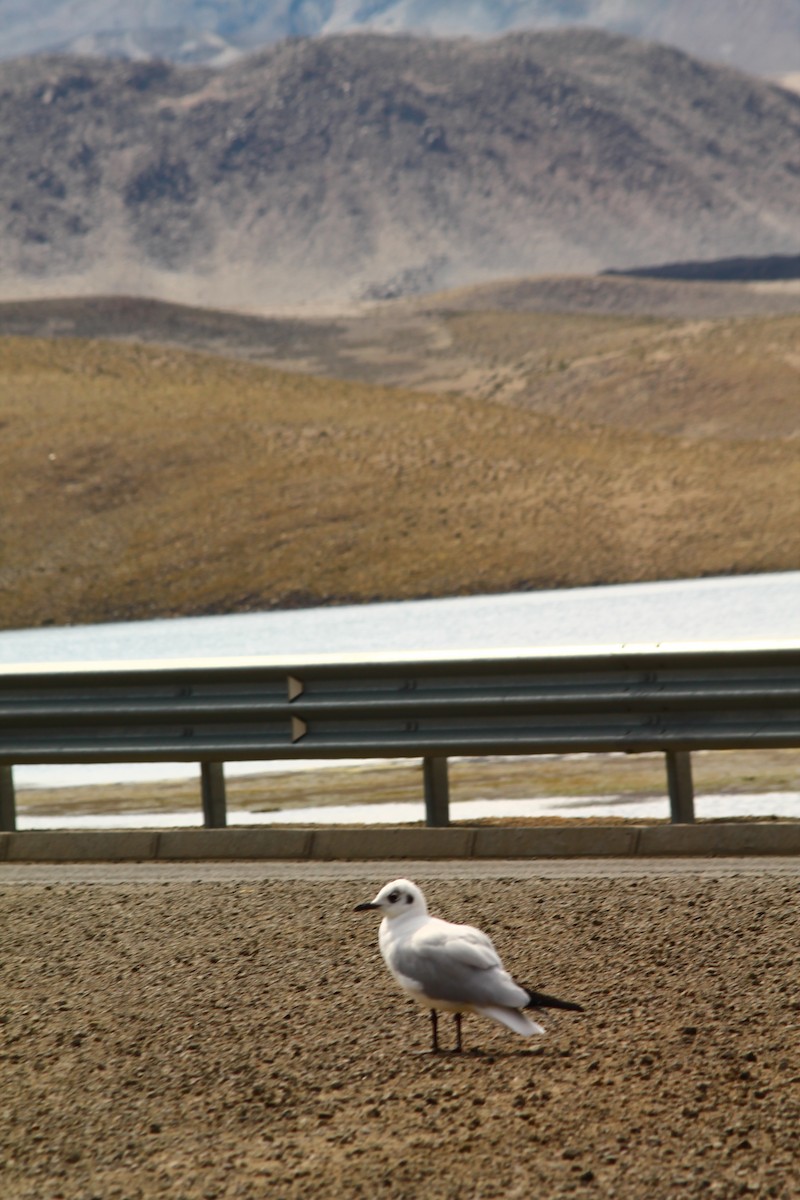 Gaviota Andina - ML625434767