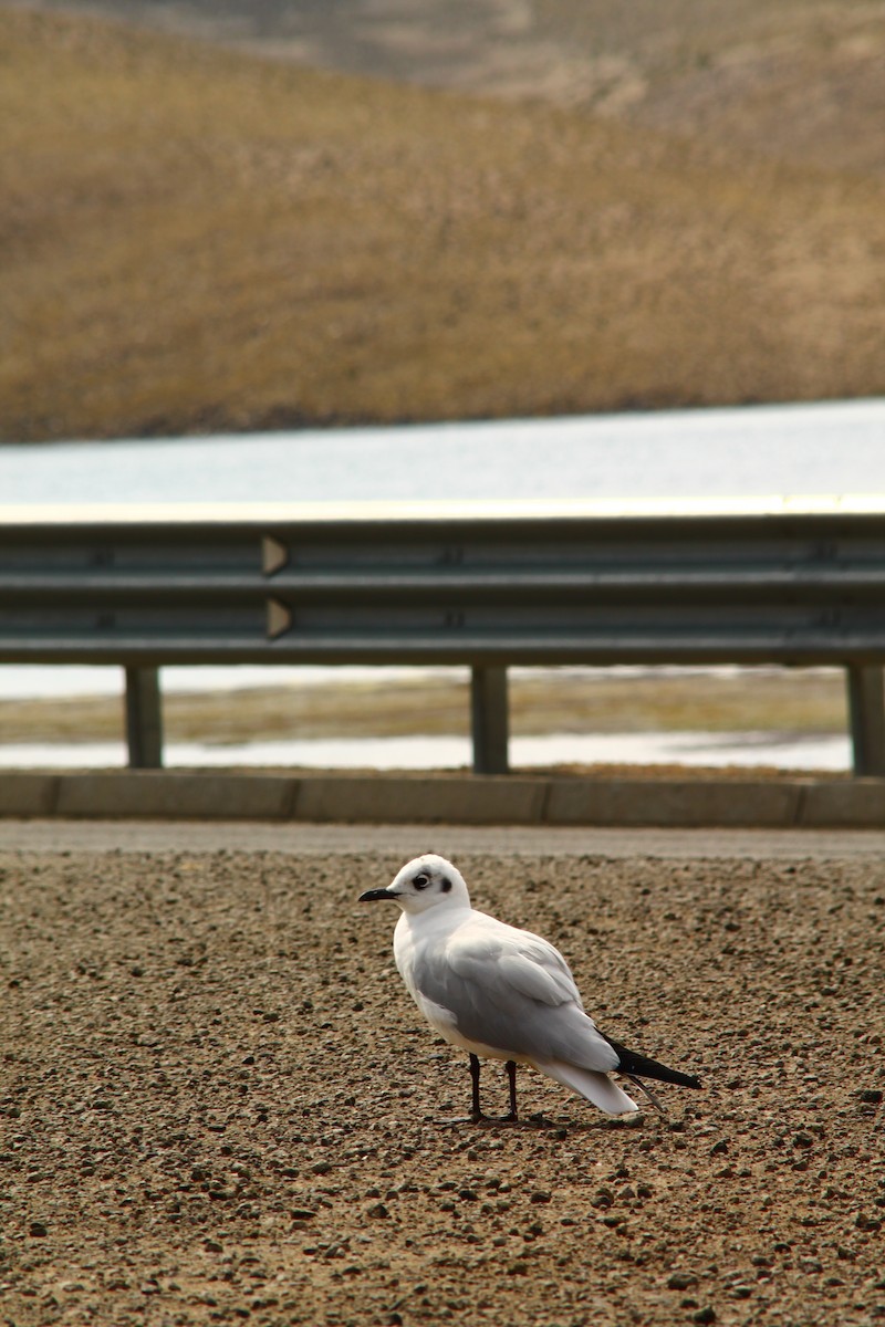 Gaviota Andina - ML625434768
